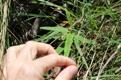 Seringia corollata