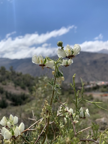Loasa prostrata (Loasa prostrata)