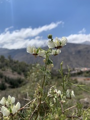 Loasa prostrata