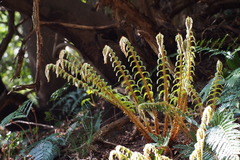 Polystichum polyblepharum