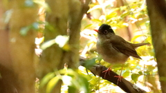 Catharus mexicanus