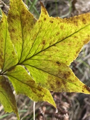 Cyrtomium caryotideum