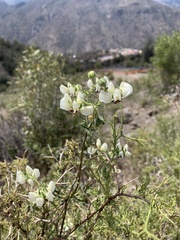Loasa prostrata