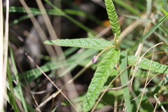 Seringia corollata