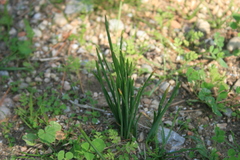 Moraea sisyrinchium