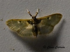 Apilocrocis pimalis