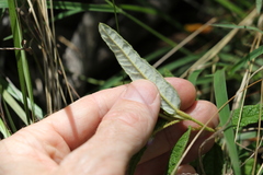 Seringia corollata