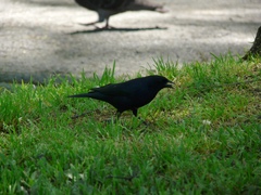 Molothrus bonariensis