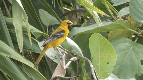 Orange Oriole (Icterus auratus), photo 8
