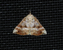 Hypena deceptalis