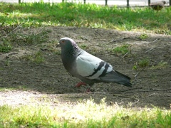Columba livia