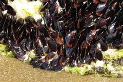Brachidontes rodriguezii