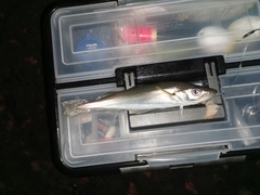 Merlangius merlangus