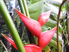 Heliconia stricta
