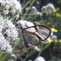 Episcada hymenaea hymenaea