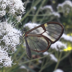 Episcada hymenaea hymenaea