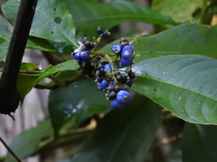 Palicourea brachiata