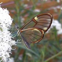 Episcada hymenaea hymenaea