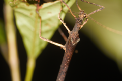 Creoxylus