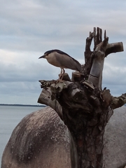 Nycticorax nycticorax