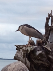 Nycticorax nycticorax