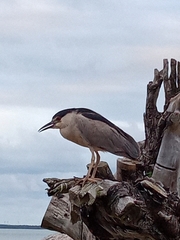 Nycticorax nycticorax