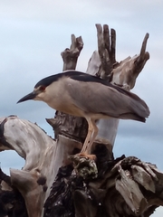 Nycticorax nycticorax