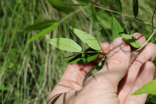 Image of Senna sophera by (c) Greg Tasney, some rights reserved (CC BY-SA)