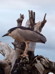 Nycticorax nycticorax
