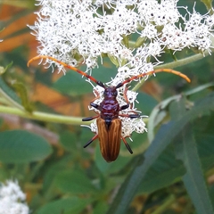 Andraegoidus rufipes