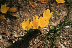 Sternbergia lutea