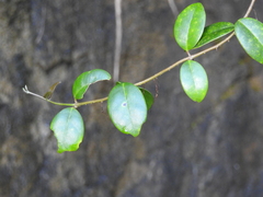 Schlegelia brachyantha