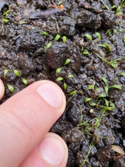 Glossostigma elatinoides