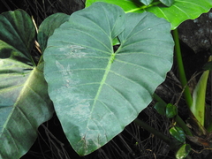 Anthurium grandifolium