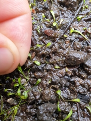 Glossostigma elatinoides