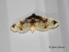 Compacta hirtalis