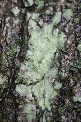 Lecanora expallens