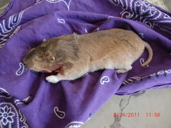 Geomyini