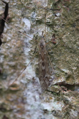 Tipula confusa
