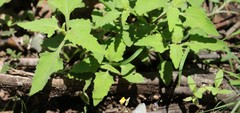 Sigesbeckia orientalis