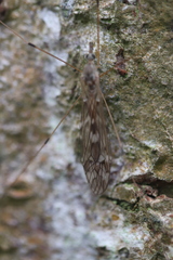 Tipula confusa