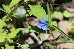 Commelina lanceolata