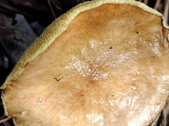 Suillus cothurnatus