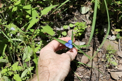 Commelina lanceolata