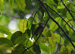 Rhynchocyclus brevirostris