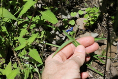 Commelina lanceolata