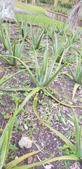 Aloe vera