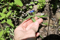 Commelina lanceolata