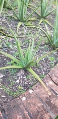 Aloe vera