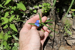 Commelina lanceolata
